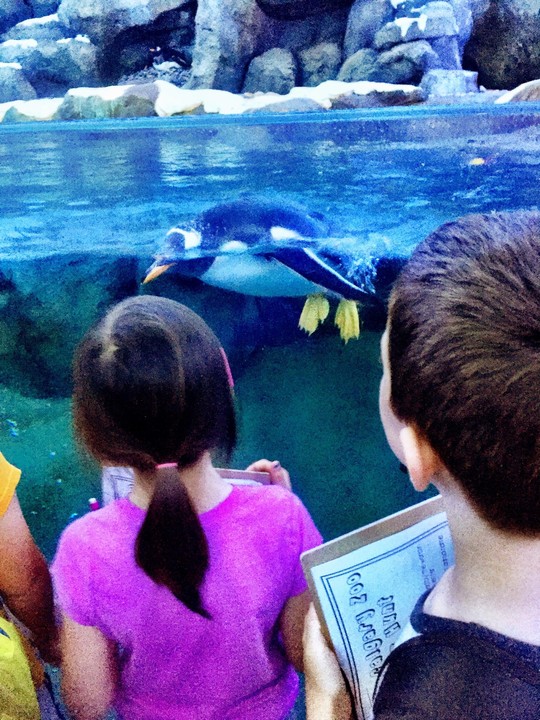 Our Grade Ones visited the Calgary Zoo